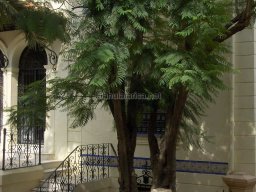 Mula Antigua serie-2